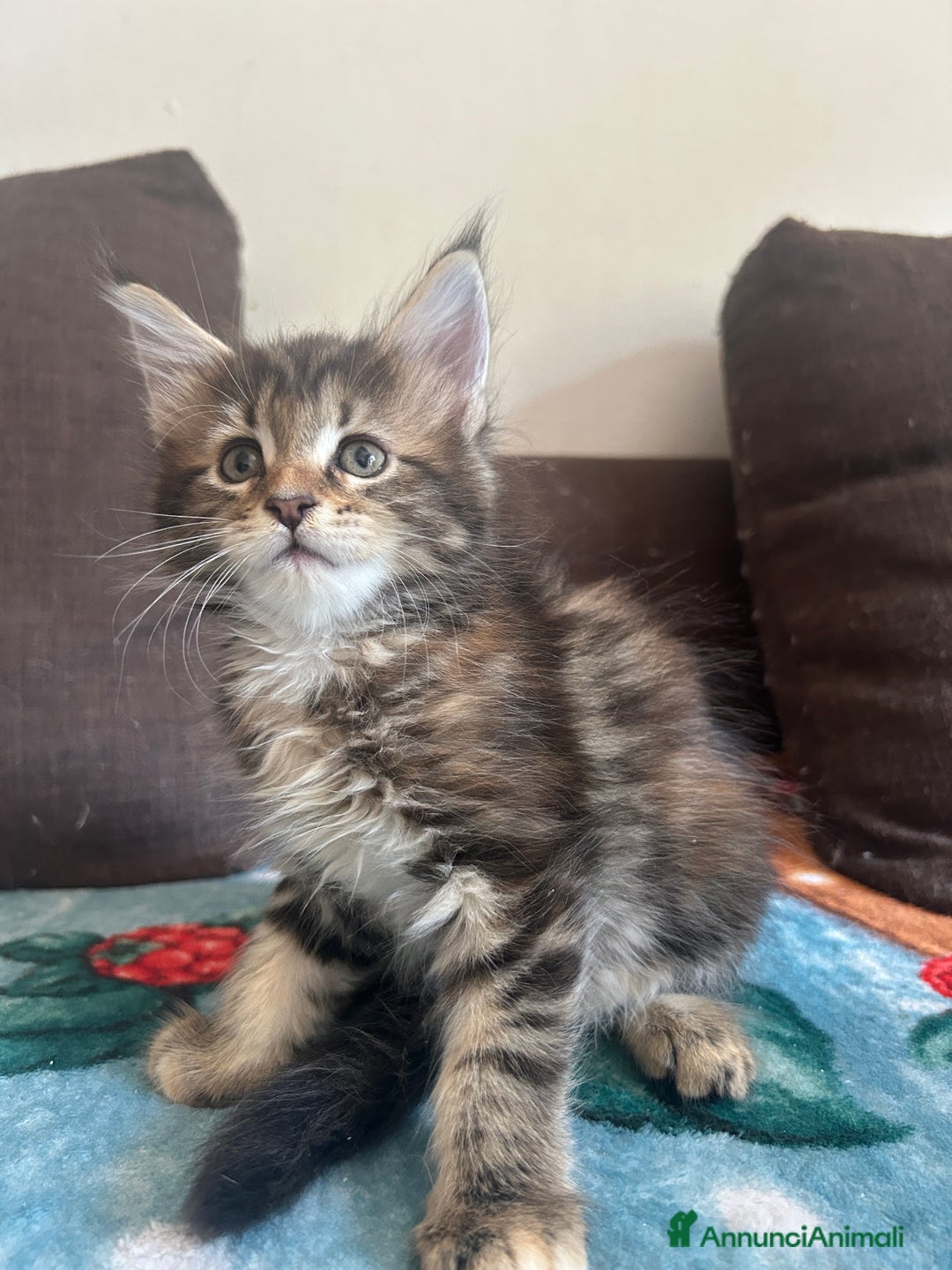 Maine Coon gatti in vendita: Maine Coon pedigree Anfi a Provincia di Modena - Immagine 24