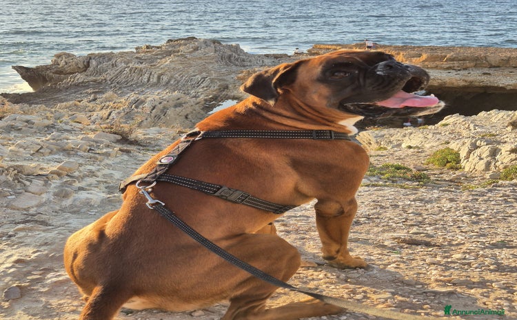 Boxer cani a Città metropolitana di Milano - Annuncio 12