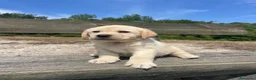 Labrador cani in vendita: Cuccioli labrador gialli - Annuncio 2