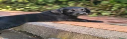 Flat Coated cani in vendita: Cuccioli flat coated retriever  - Annuncio 4