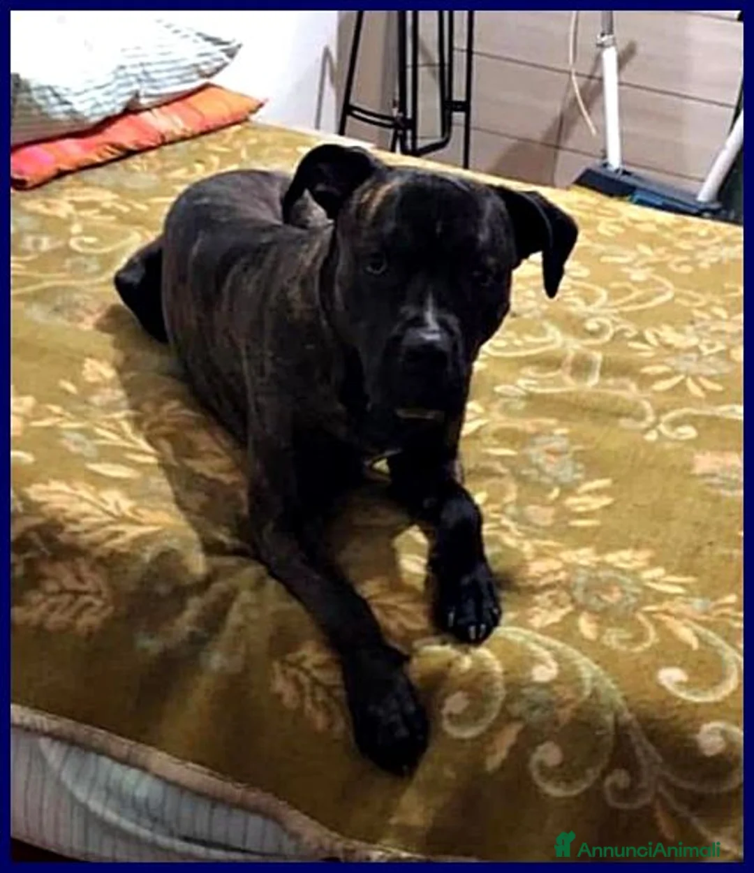 Meticcio cani in regalo: TYSON giovane mix pit a Città metropolitana di Milano - Annuncio 4