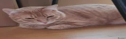 Europeo gatti in regalo: Micio rosso 3anni rimasto solo,disperato! CAGLIARI - Annuncio 2
