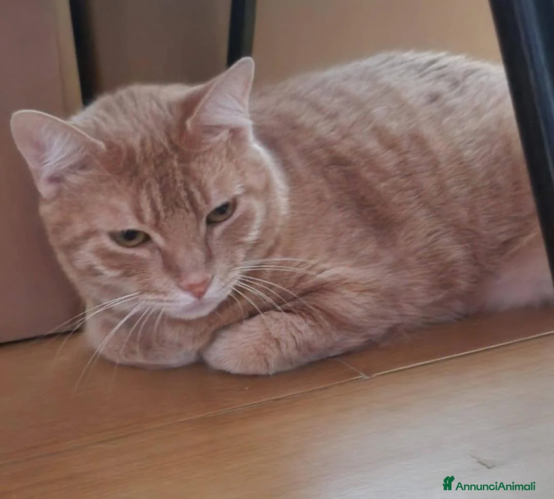 Europeo gatti in regalo: Micio rosso 3anni rimasto solo,disperato! CAGLIARI - Annuncio 2