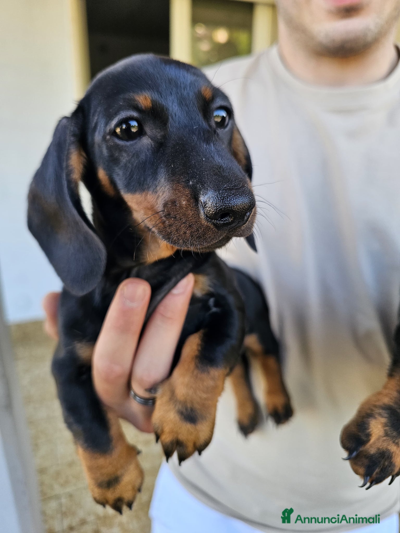 Bassotto cani in vendita: Bassotti nani - Annuncio 21