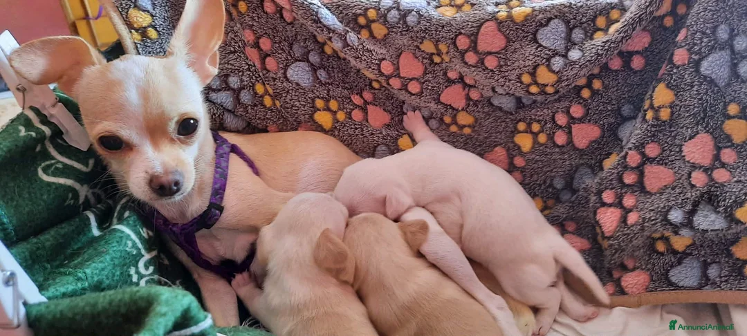 Chihuahua cani in vendita: 3280591808 - Annuncio 2