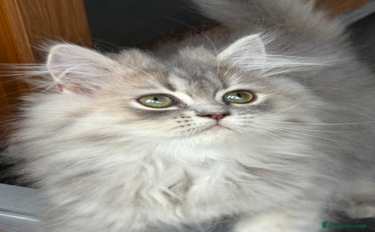 Persiano gatti a Provincia di Novara - Annuncio 7