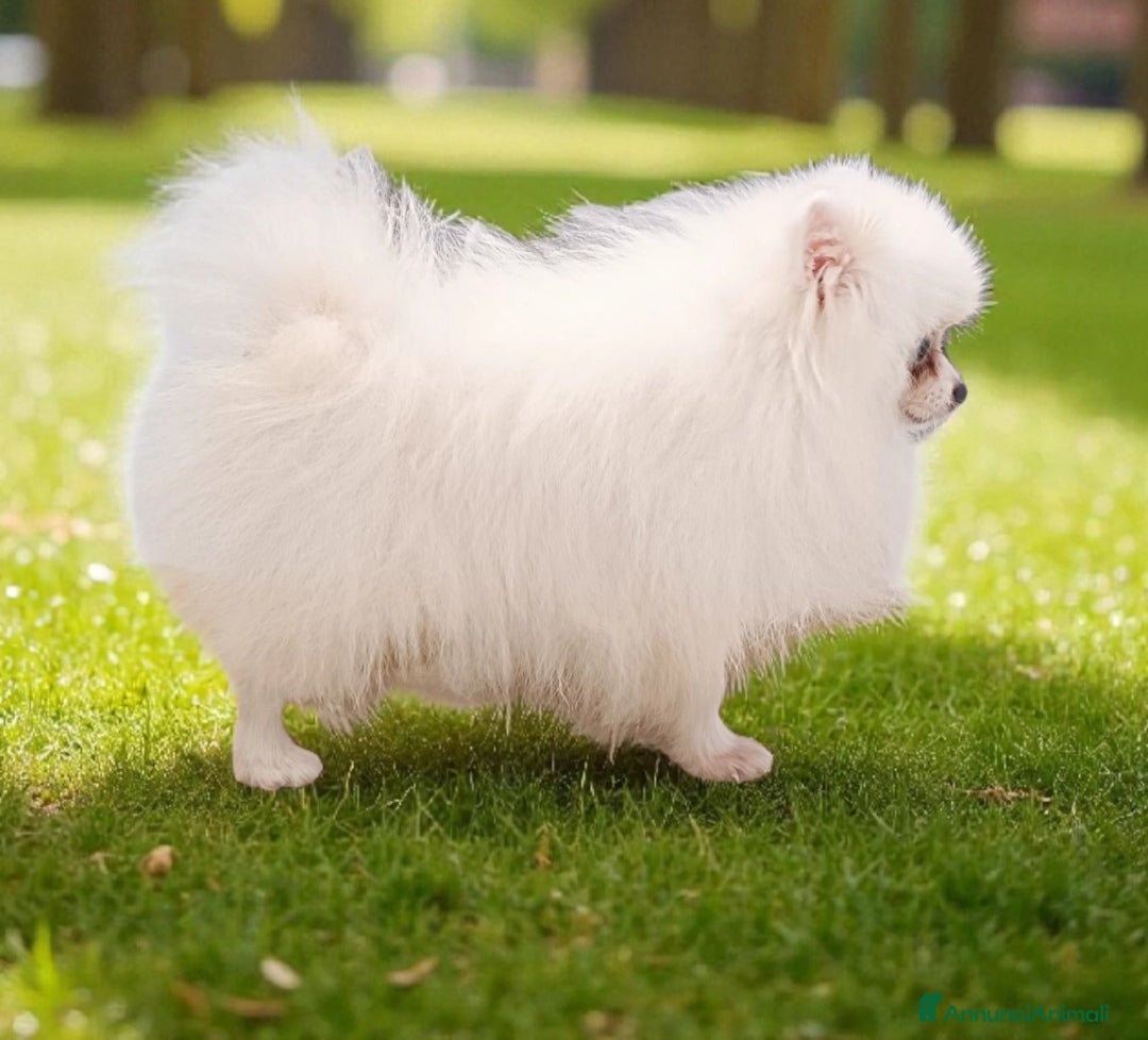 Volpino Pomerania cani in vendita: Cuccioli di Pomerania con pedigree ENCI  - Annuncio 6