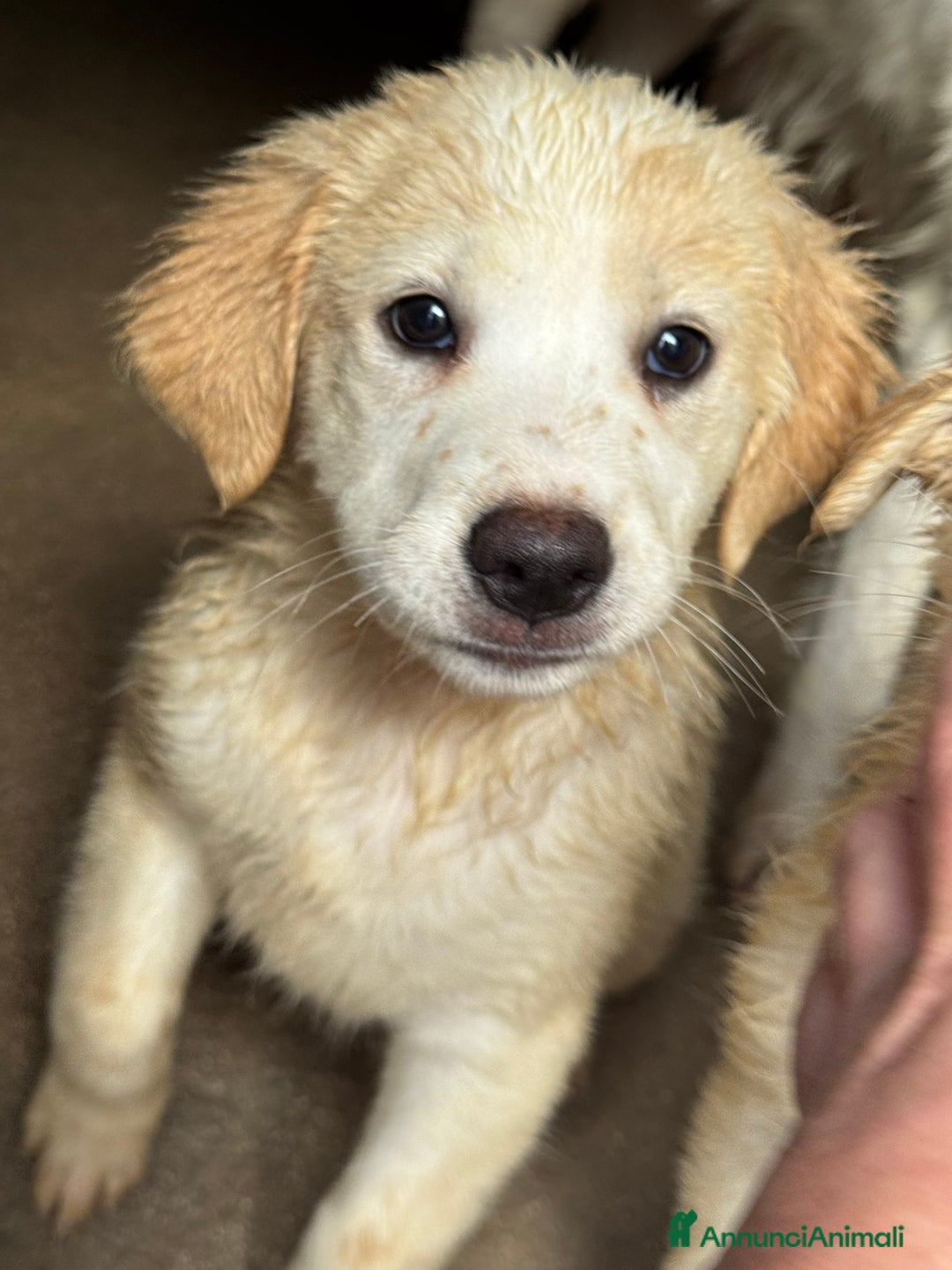 Meticcio cani in regalo: Melania cucciola curiosa taglia medio grande - Annuncio 3