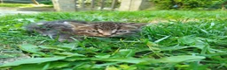 Europeo gatti in regalo: Regalo gattini - Annuncio 5