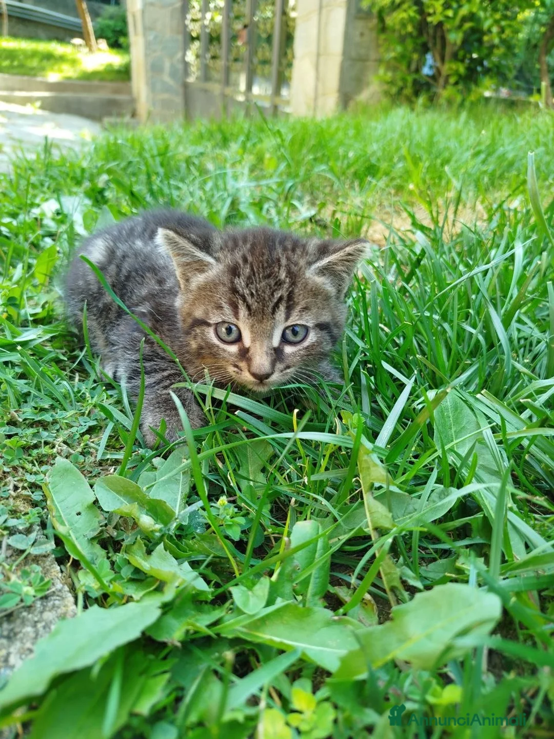 Europeo gatti in regalo: Regalo gattini - Annuncio 5