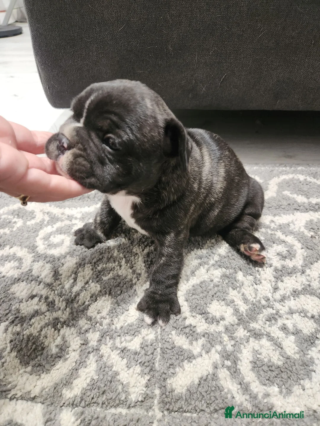 Bulldog Francese cani in vendita: Bulldog francese  - Annuncio 2