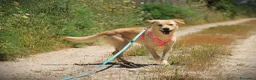 Meticcio cani in regalo: ✨ Venerdì ✨ - Annuncio 11