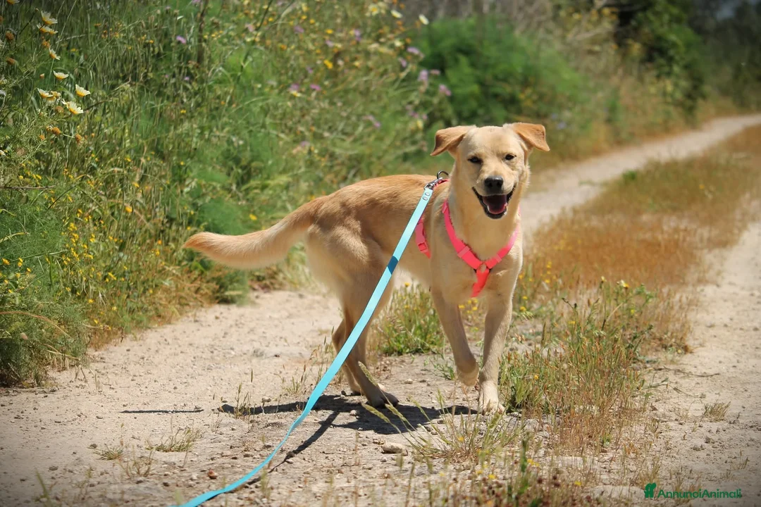Meticcio cani in regalo: ✨ Venerdì ✨ - Annuncio 11