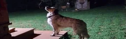 Meticcio cani in regalo: adozione di Argo a Città metropolitana di Roma Capitale - Annuncio 14