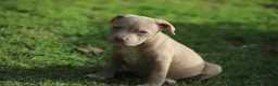 Pitbull cani in vendita: Pit Bull con pedigree anche a rate  - Annuncio 24
