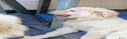 Pastore Abbruzzese Maremmano cani in regalo: cuccioli maremmani - Annuncio 6