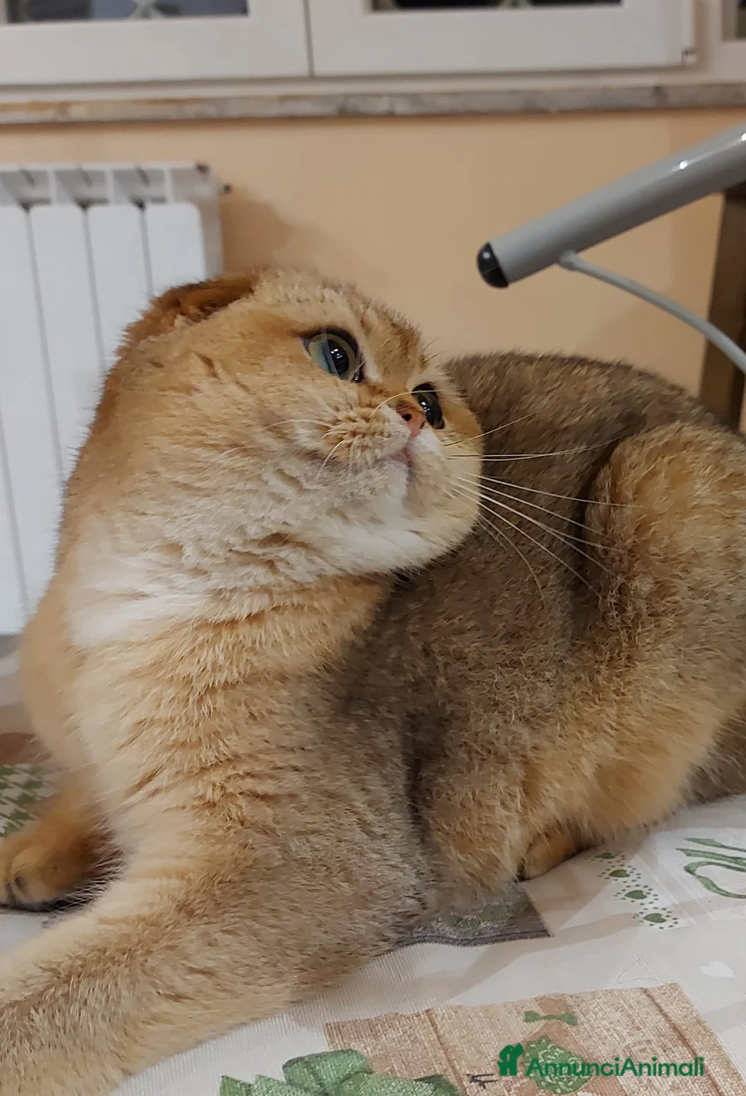 Immagine della galleria {{count}}