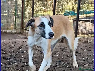 Meticcio cani NORMA giovane timidina - Annuncio 37