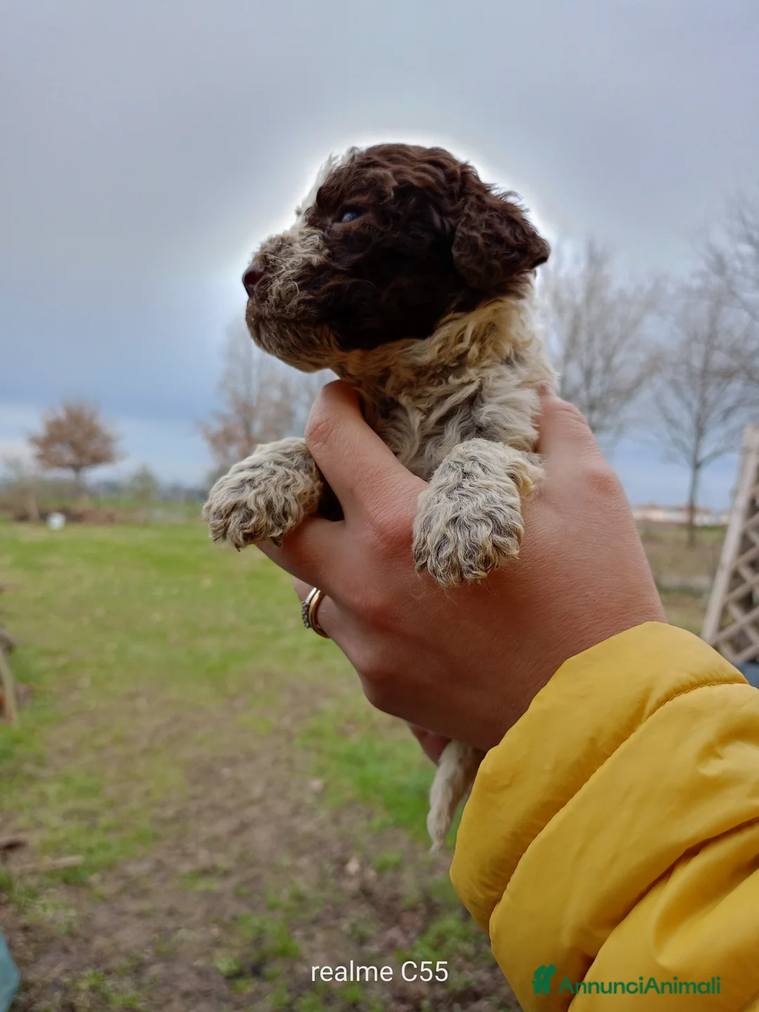 Lagotto cani in vendita: Vendo Lagotto romagnoli - Annuncio 7