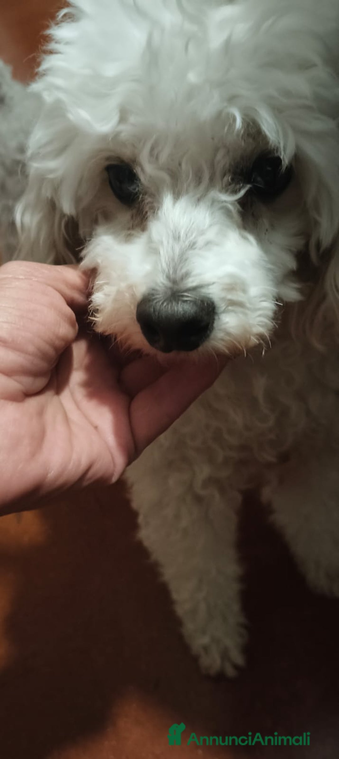 Barboncino cani in regalo: Ariel - Annuncio 8