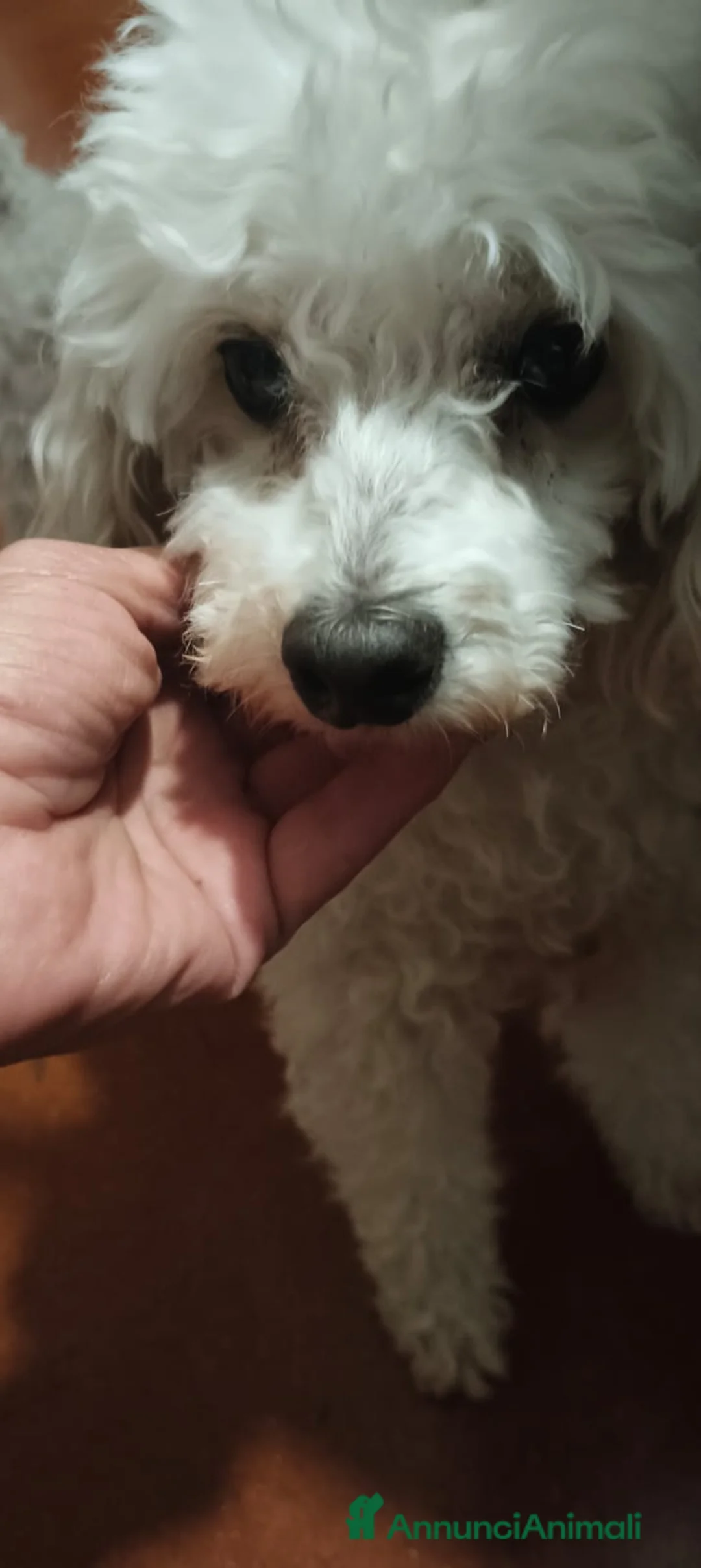 Barboncino cani in regalo: Ariel - Annuncio 8