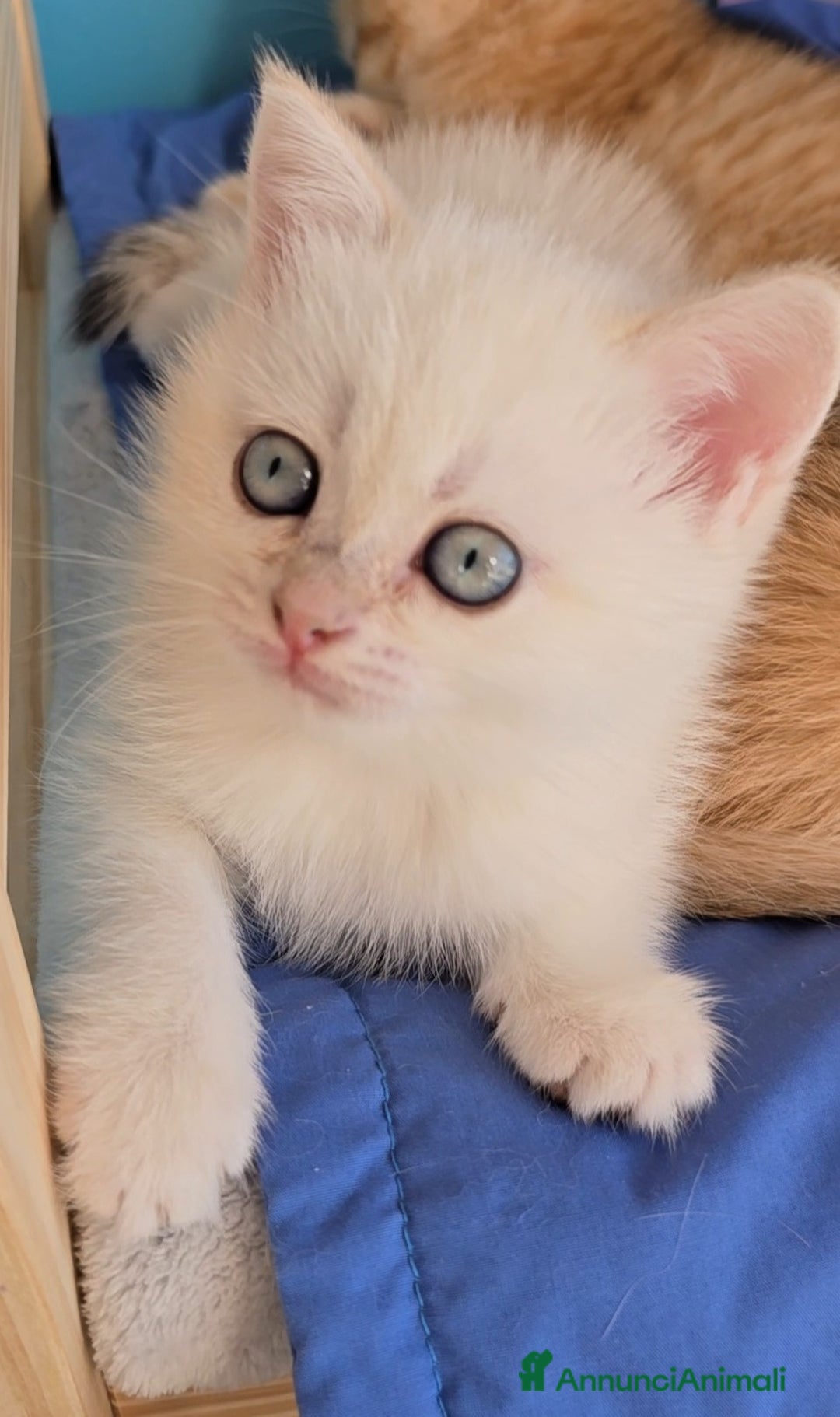 British gatti in vendita: Cuccioli british shorthair  - Annuncio 8