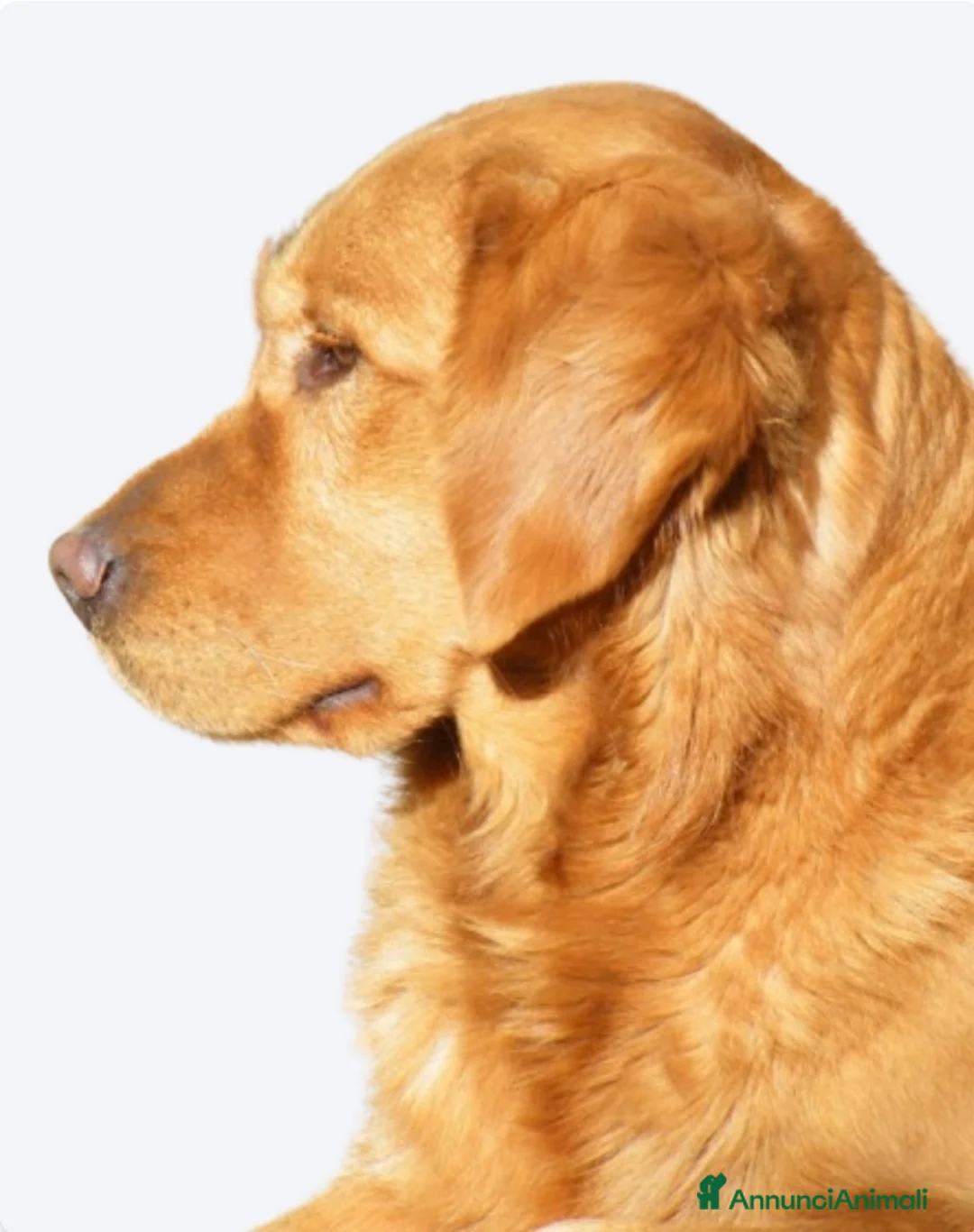 Golden Retriever cani in vendita: Cuccioli Golden Retriever alta genealogia  - Annuncio 3