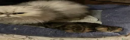 Persiano gatti in vendita: gatto persiano golden shaded  - Annuncio 2