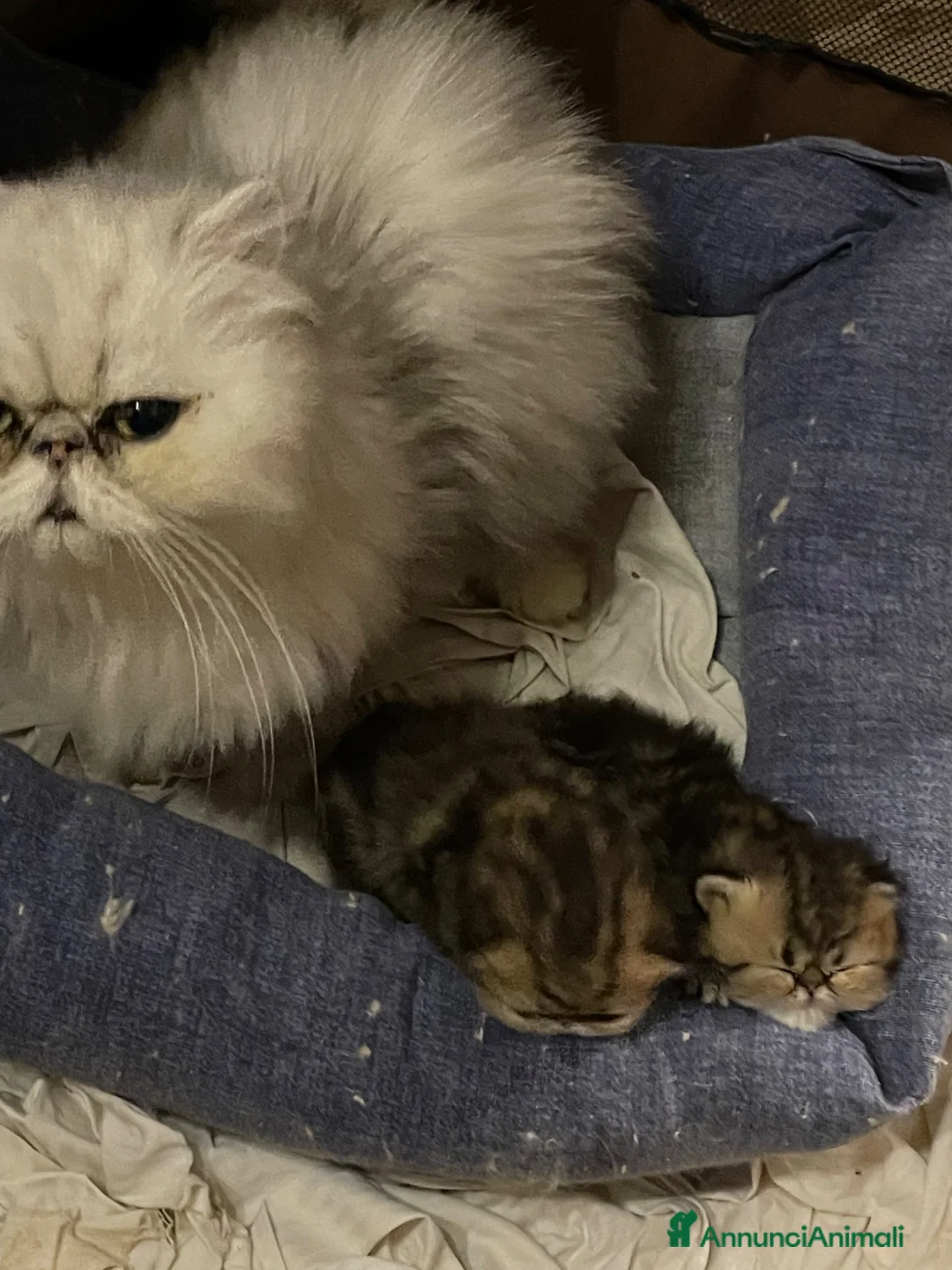 Persiano gatti in vendita: gatto persiano golden shaded  - Annuncio 2