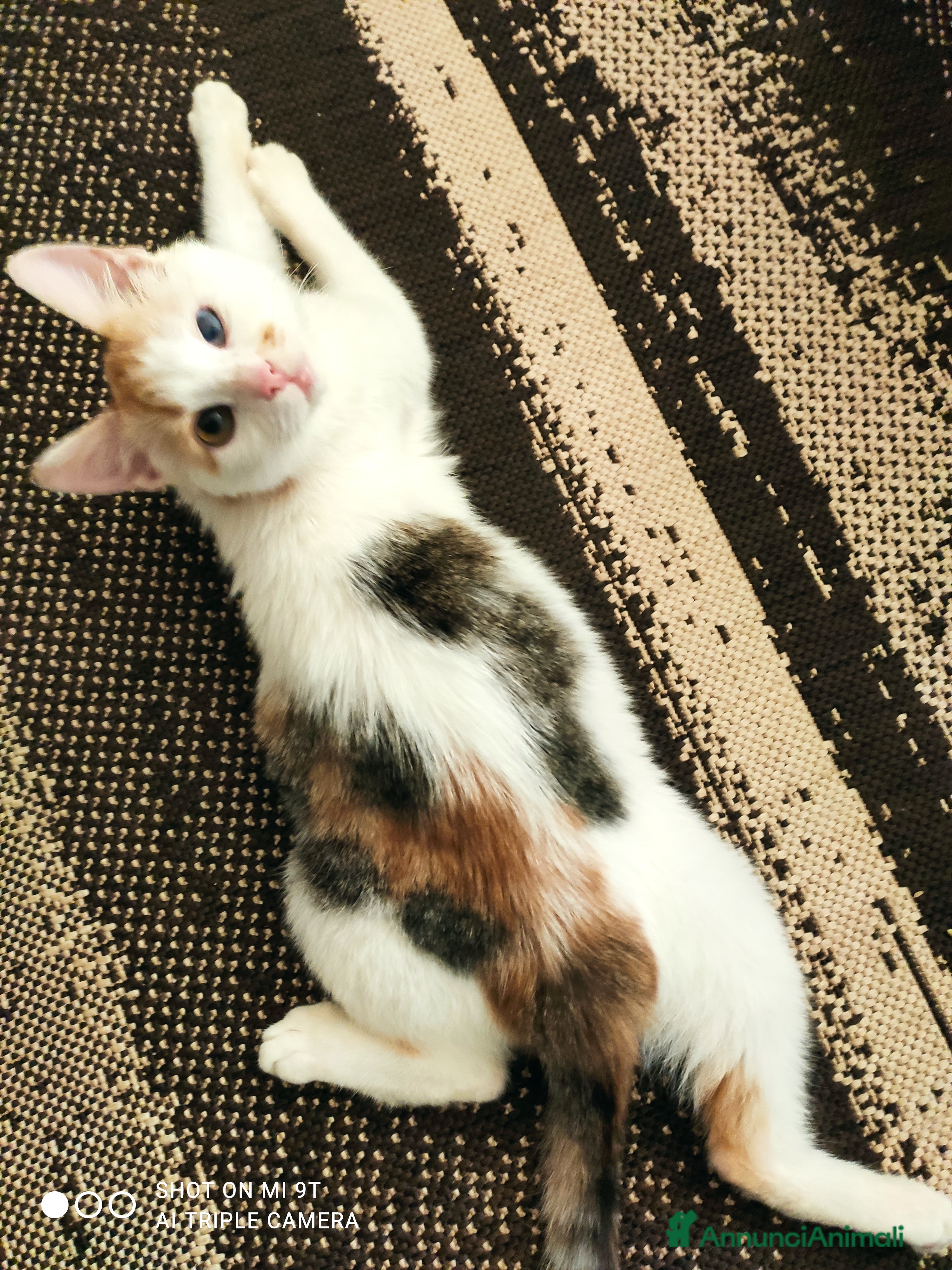 Europeo gatti 💔Adozione del cuore💔 - Annuncio 2