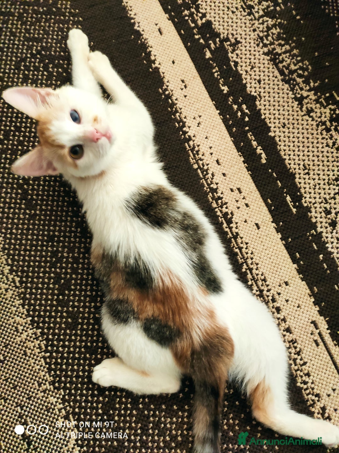 Europeo gatti in regalo: Adozione del cuore 💔 - Annuncio 2