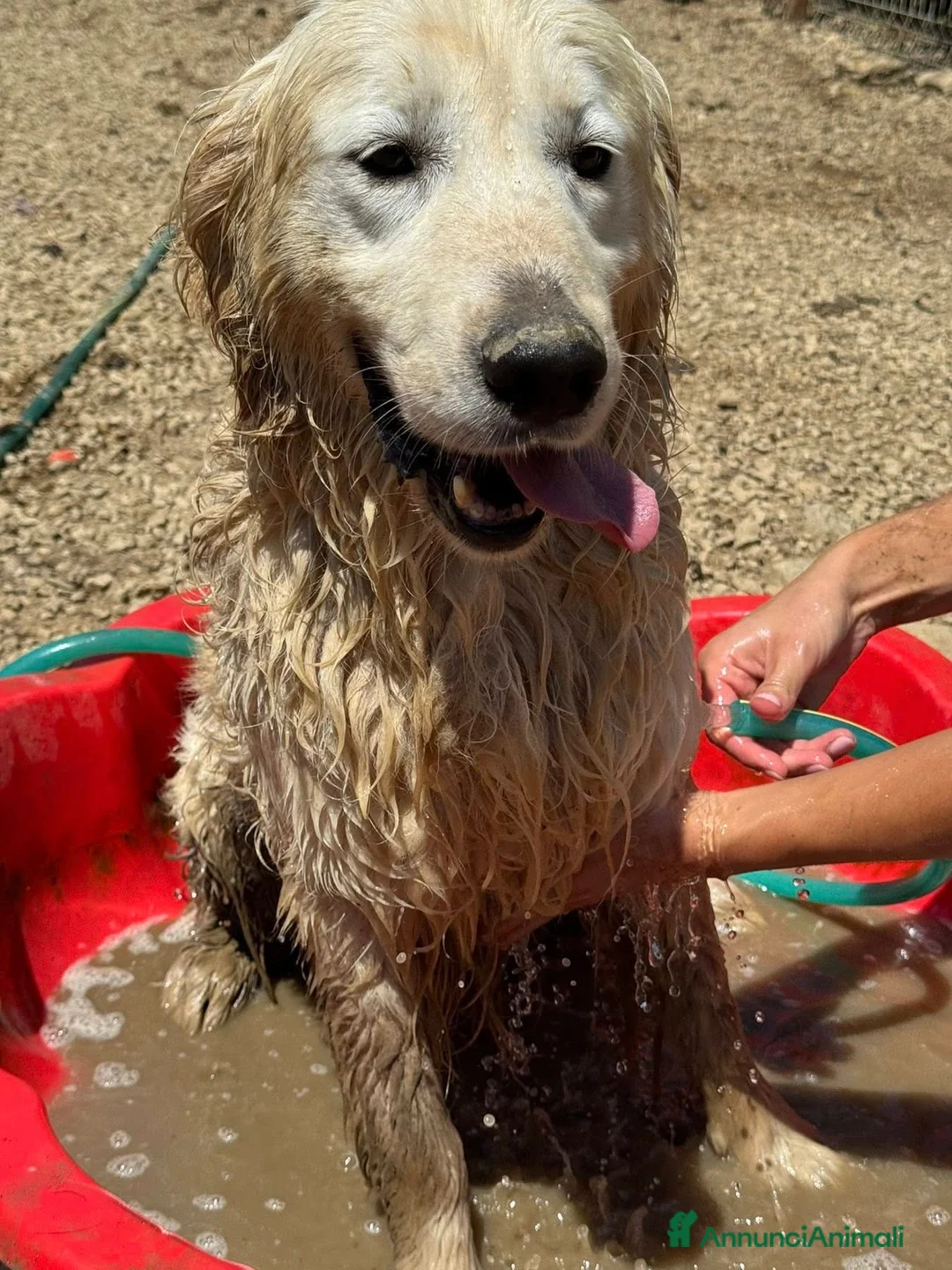 Golden Retriever cani in regalo: MARLON, magnifico mix GOLDEN RETRIEVER! - Annuncio 2