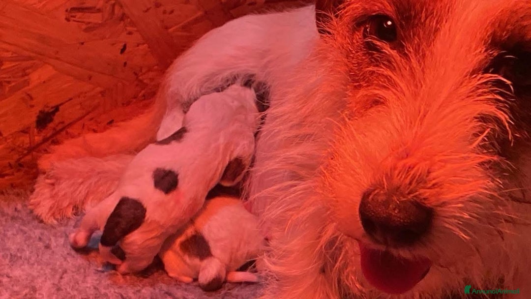 Jack Russell cani in vendita: Jack Russell terrier Cucciola broken pedigree - Annuncio 2