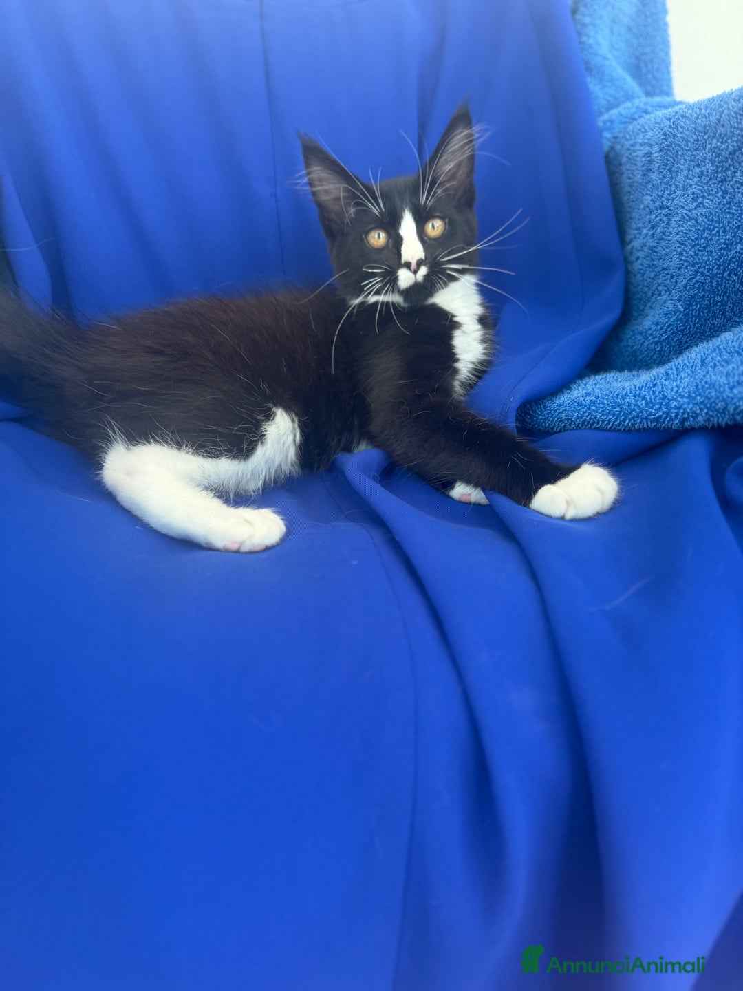 Maine Coon gatti in vendita: Cucciola Maine coon da compagnia disponibile  a Provincia di Novara - Immagine 7