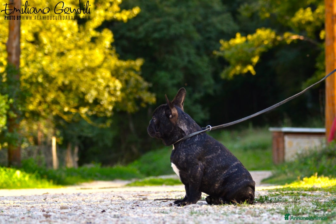 Bulldog Francese cani in vendita: Cucciolo maschio bouledogue francese  - Immagine 8