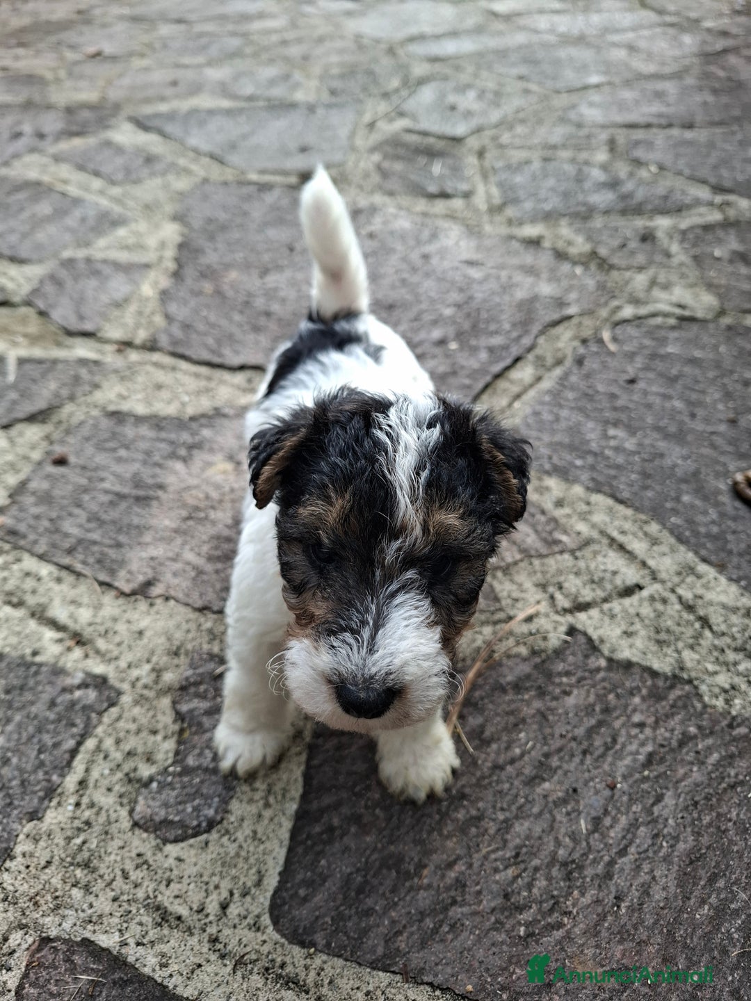 Fox Terrier cani in vendita: vendita cuccioli fox terrier - Annuncio 5