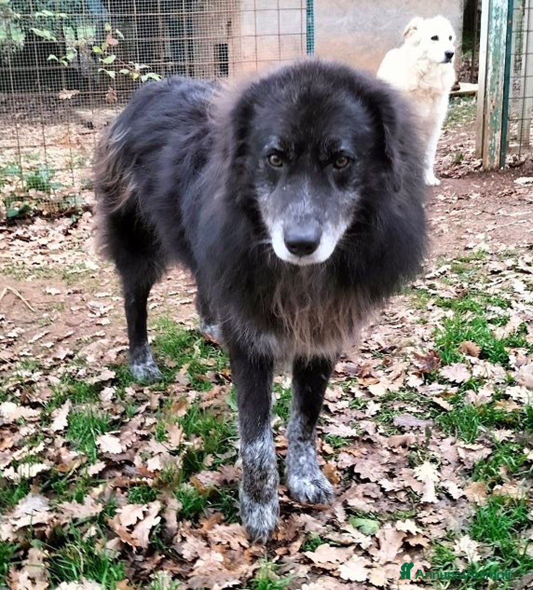 Meticcio cani in regalo: LUPO un amico fedele! - Annuncio 7