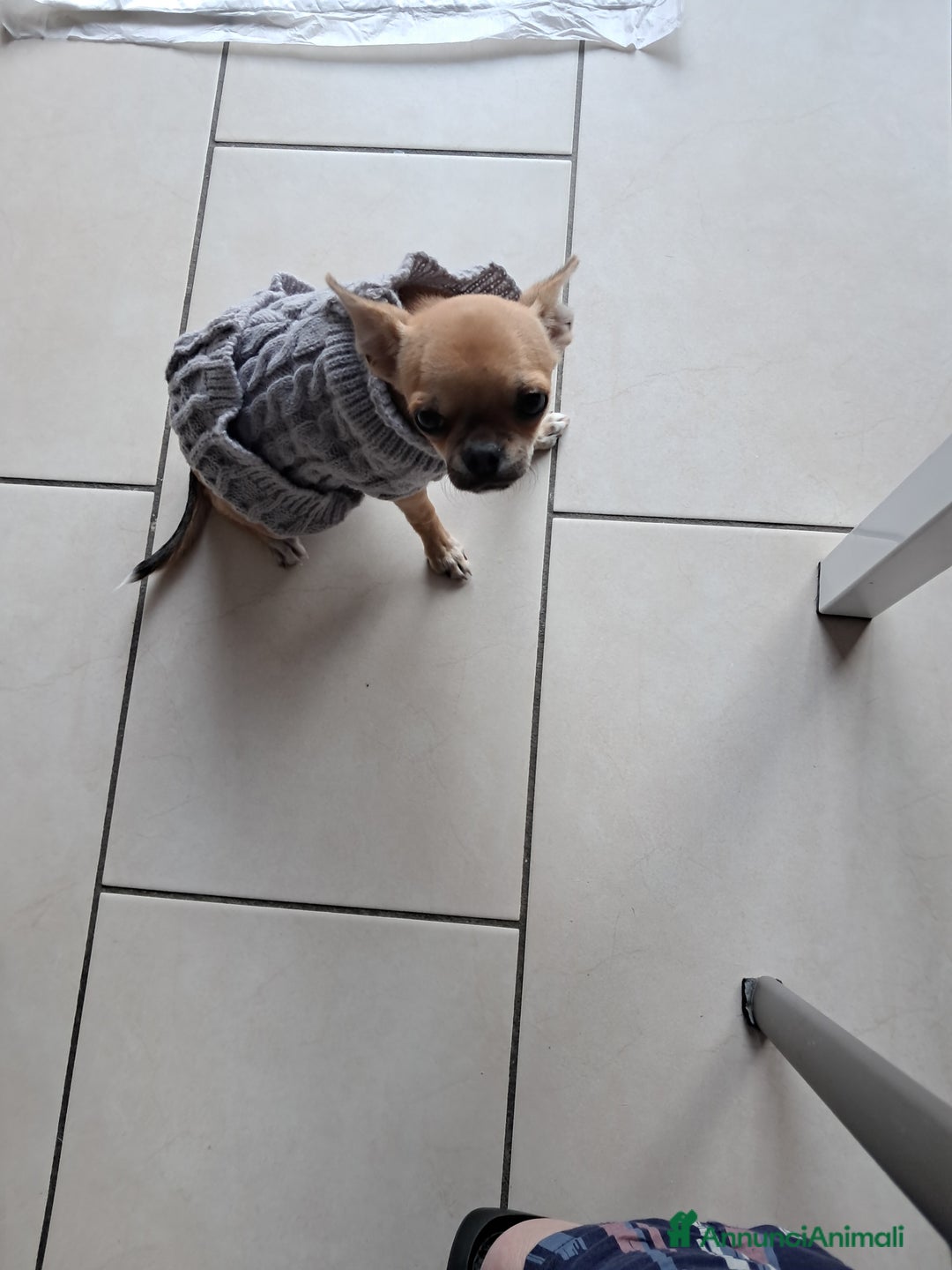 Chihuahua cani in vendita: Chiuahua - Annuncio 3