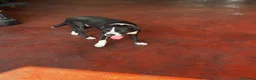 Meticcio cani in regalo: FLO e Harley  a Provincia di Brescia - Annuncio 2