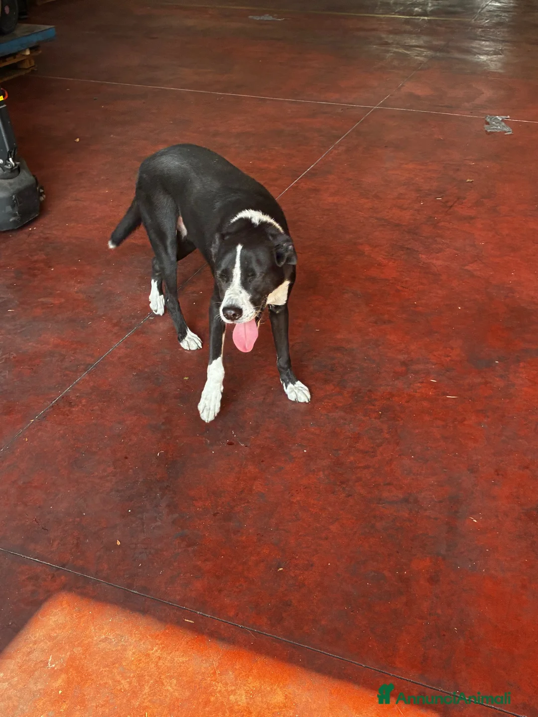 Meticcio cani in regalo: FLO e Harley  a Provincia di Brescia - Annuncio 2