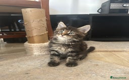 Maine Coon gatti in vendita: Maine Coon pedigree Anfi a Provincia di Modena - Immagine 26