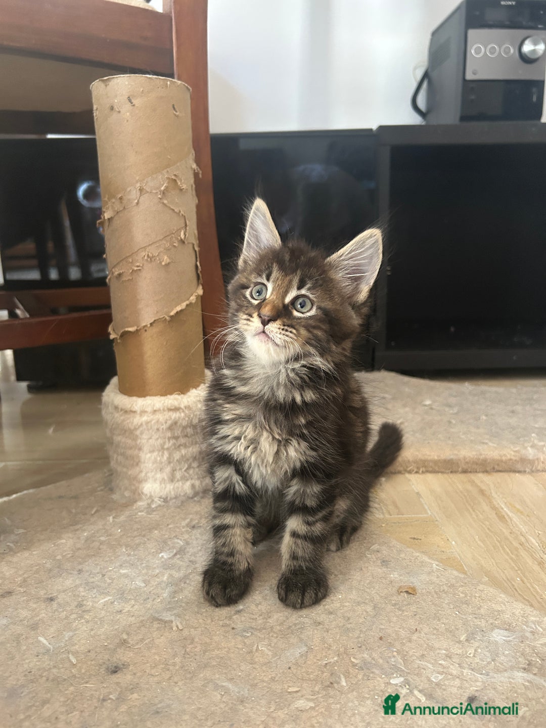 Maine Coon gatti in vendita: Maine Coon pedigree Anfi a Provincia di Modena - Immagine 26