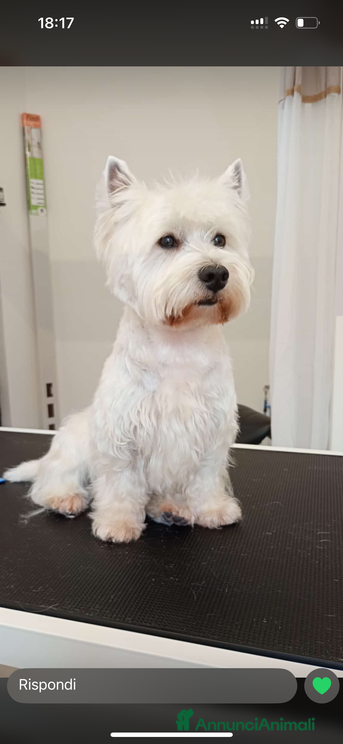 West Highland cani Cerco West Highland femmina per accoppiamento  - Annuncio 16