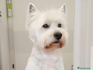 West Highland cani Cerco West Highland femmina per accoppiamento - Annuncio 16