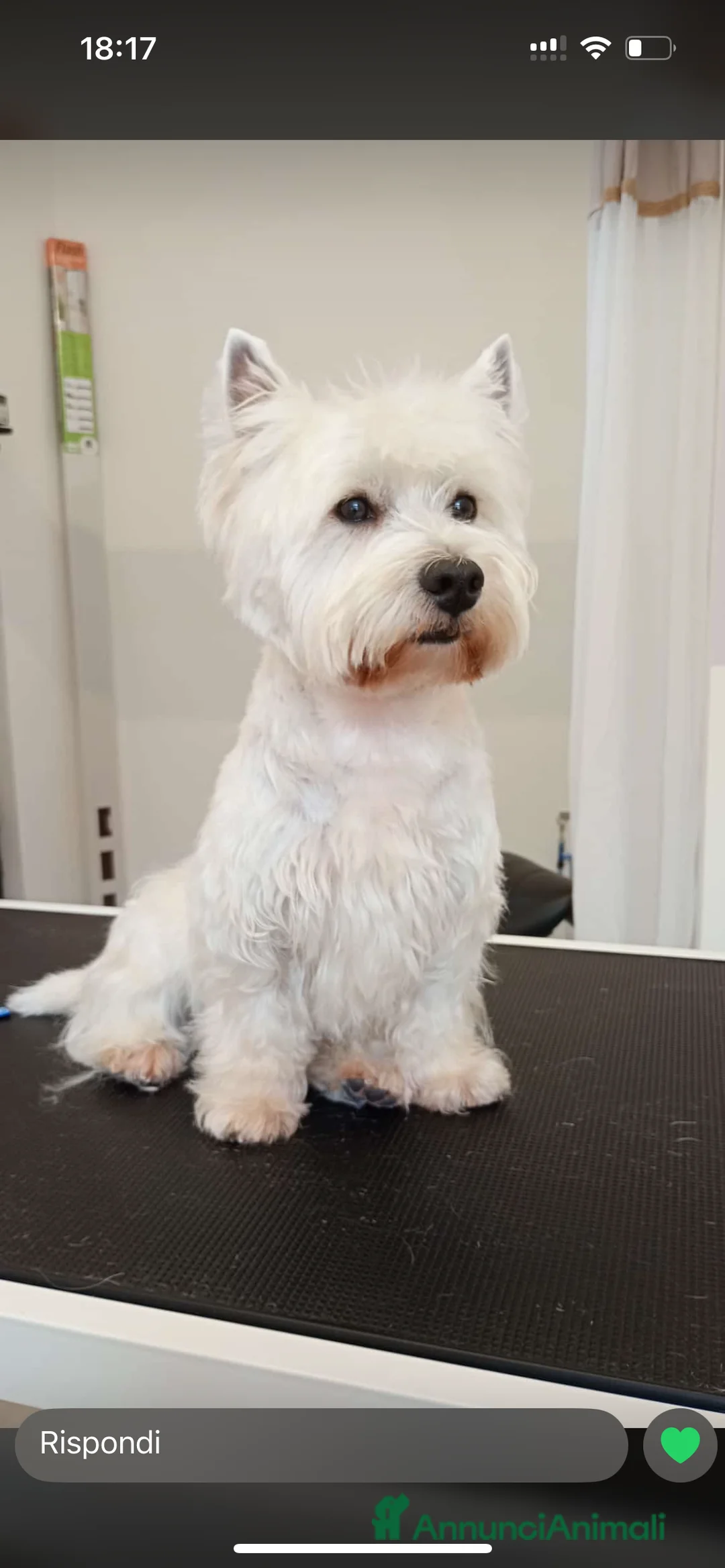 West Highland cani per accoppiamento: Cerco West Highland femmina per accoppiamento  - Annuncio 1