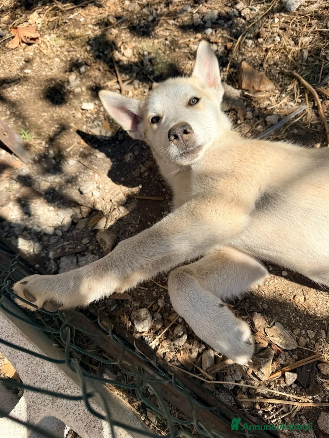 Husky cani in regalo: Jimmy meraviglioso cucciolo mix husky - Annuncio 2