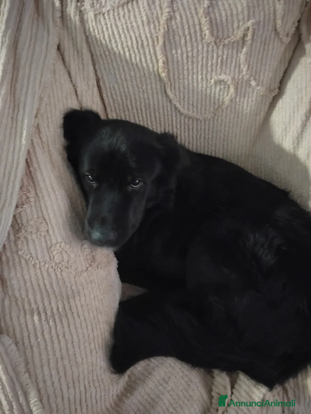 Meticcio cani in regalo: Cuccioli a Provincia di Asti - Annuncio 3