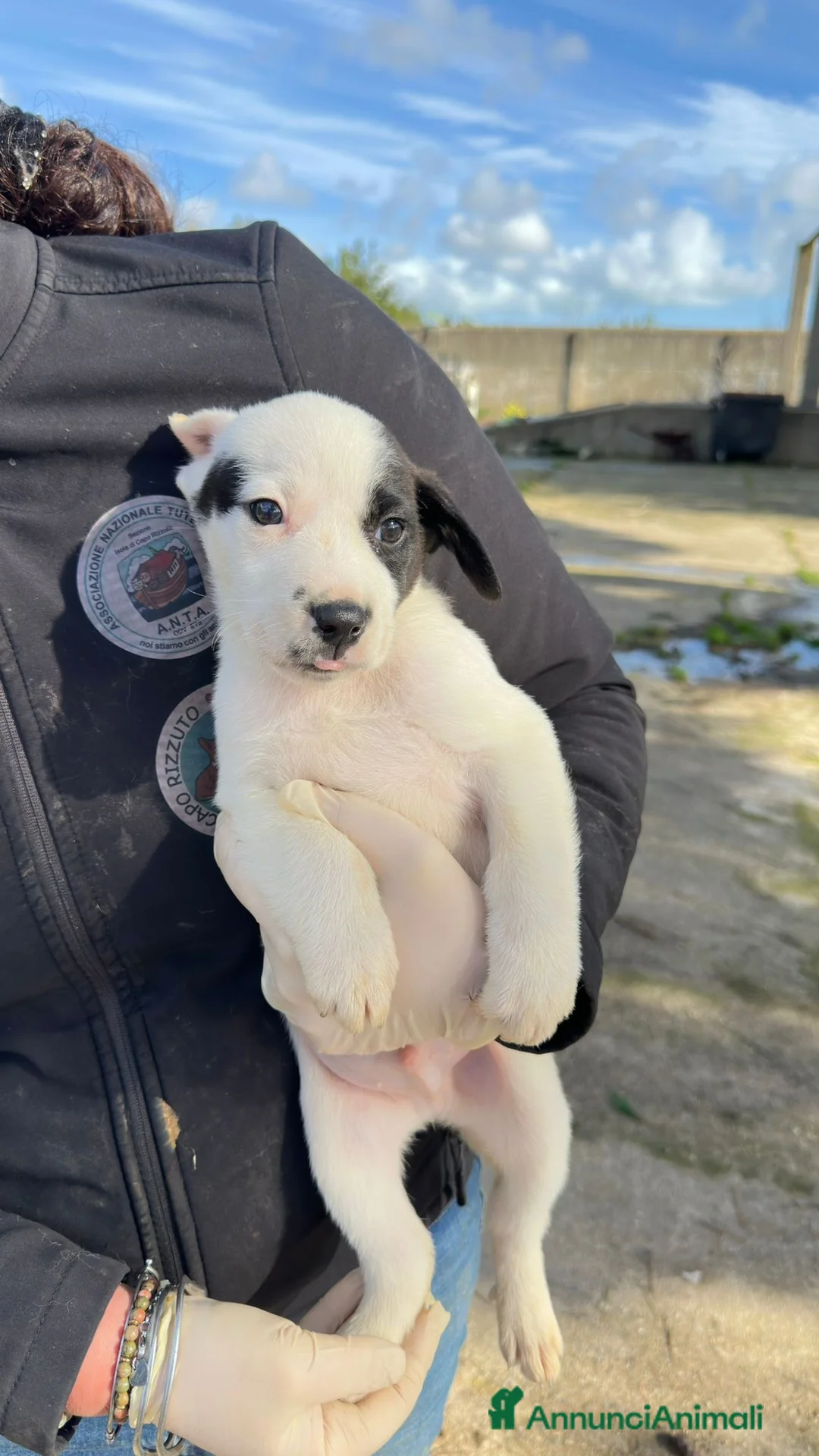 Meticcio cani in regalo: LINO 💙 - cucciolo tenerissimo cerca adozione 🙏🏻 - Annuncio 4
