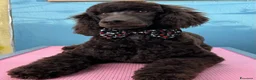 Barboncino cani in vendita: Cucciola di Barbone Reale color cioccolato 🤎 - Annuncio 5