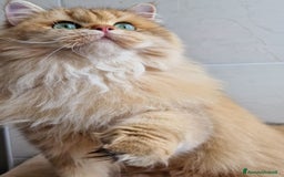 Scottish gatti in vendita: ATTENZIONE SCOTTISH DA RIPRODUZIONE  a Provincia di Pavia - Immagine 3